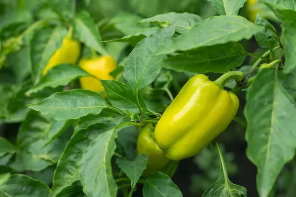 Sweet yellow pepper in the vegetable garden