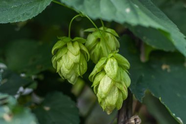 Bira ve ekmek yapmak için yeşil taze kozalaklar yakın plan, tarımsal arka plan.