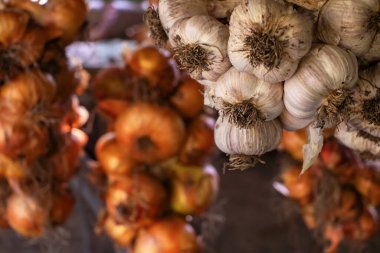 Sarımsak ve soğan. Çelenkler. Zengin hasat. Tarım ve tarım