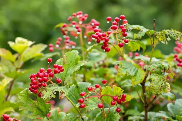 A bunch of viburnum with red berries and raindrops. Viburnum in the fall in rainy weather.