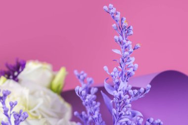 Solidago virgaurea 'nın pembe çalı çiçekleri Avrupa altın çubuğu ya da yaralıotu. Bu tıbbi ve dekoratif bir bitki.