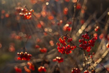 Bahçedeki bir dalda kırmızı viburnum meyveleri. Viburum vulgaris 'in olgunlaşmış meyveleri. Guelder gülü veya viburum kırmızı böğürtlen ve yapraklar sonbaharda açık havada.