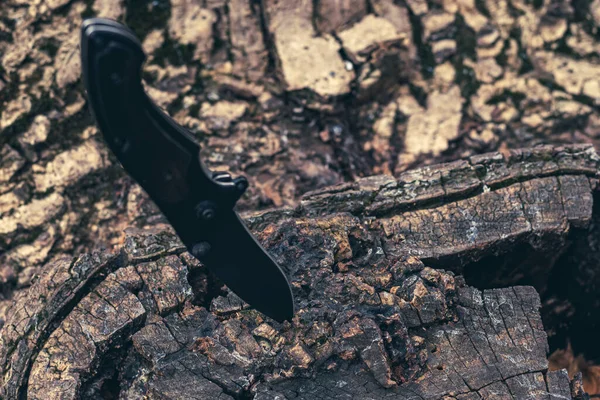 stock image Tactical knife stuck in a tree stump in a forest.