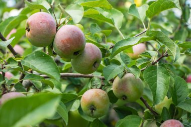 Bahçedeki elma ağaçları olgunlaşmış yeşil elmalarla hasat için hazır.