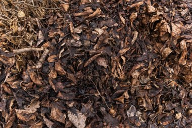 Kahverengi orman arka planında düşen renkli sonbahar yaprakları.