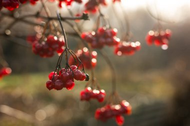 Bahçedeki bir dalda kırmızı viburnum meyveleri. Viburum vulgaris 'in olgunlaşmış meyveleri. Guelder gülü veya viburum kırmızı böğürtlen ve yapraklar sonbaharda açık havada.