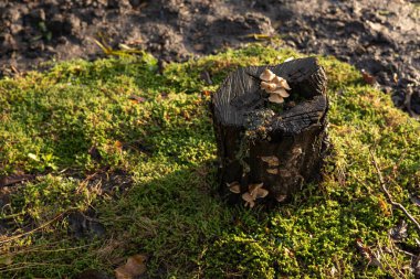 Small mushroom growing on top of mossy tree stump, clipart