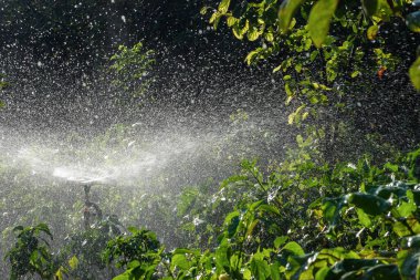 Sulama Sistemi Yeşil çimenleri suluyor, bulanık arkaplan.