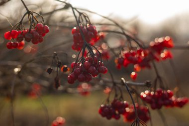 Bahçedeki bir dalda kırmızı viburnum meyveleri. Viburum vulgaris 'in olgunlaşmış meyveleri. Guelder gülü veya viburum kırmızı böğürtlen ve yapraklar sonbaharda açık havada.