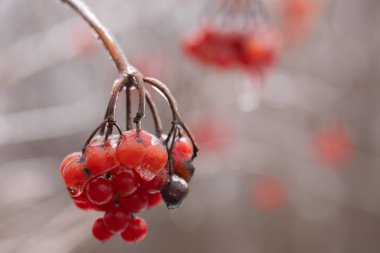 Guelder gülü kremalı kırmızı böğürtlen. Soğuk kış gününde Viburnum Opulus 'un dalları ve demetleri