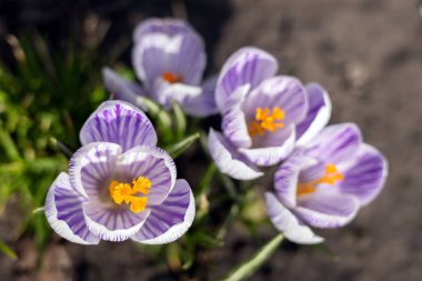 Crocus tommasinianus ilkbaharda çiçek açar..