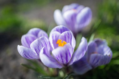 Crocus tommasinianus ilkbaharda çiçek açar..