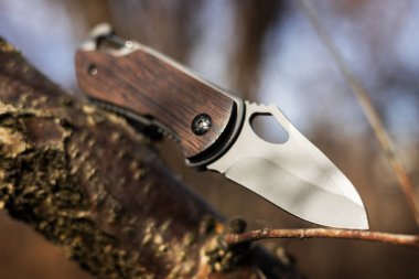 Askeri taktik bıçağı ormanda sıkışmış bir ağaç gövdesi..