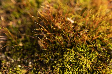Yağmur ormanlarındaki yosun dokusunu kapat.