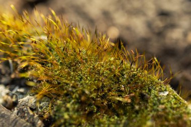 Tohum kapsüllü yosun, spor kapsülleri, doğal anıt makro fotoğraf, yakın plan..