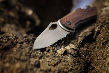 Ormandaki ağaçta askeri taktik bıçağı.