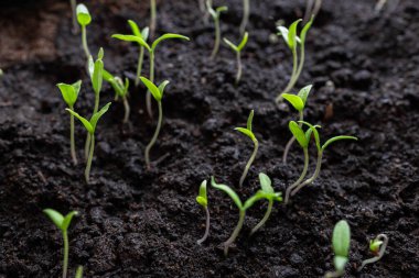 Tarım tepsisinde büyüyen küçük marul tohumları.,