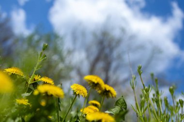 güzel yaz alan. güneşli mavi gökyüzü karahindiba.