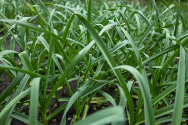 Baharda toprakta yeşil sarımsak yetişir. Sebze bahçesinde organik yetiştirilmiş sarımsak tarlası..