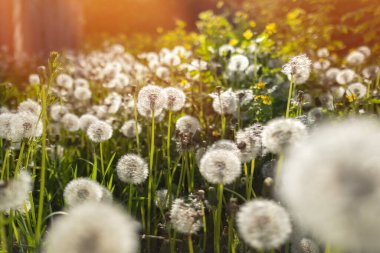 Kır çiçekleri karahindiba. Bahar çiçekleri kapanıyor..