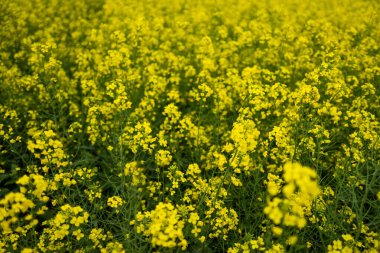 Brassica Napus 'un altın tarlası. Yağ çekirdeği Tecavüzü.