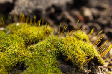 Güzel Parlak Yeşil yosunlar büyüyüp ormandaki sert taşları ve zemini kaplarlar. Makro görünüm ile göster. Doğadaki yosun dokusuyla dolu kayalar..