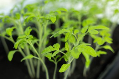 Tohumlar balkonda. Bahçıvanlık. Filizler ve bitkiler, büyüyen, pencere pervazı Seçici odak.