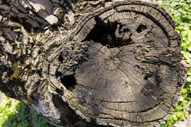 Eskimiş ahşap yüzey arkaplanı.