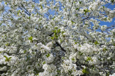 Çiçek açmış kiraz çiçekleri. Bir Japon bahar sahnesi.