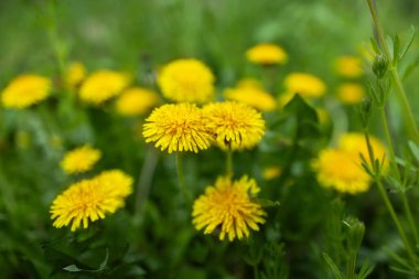 Sarı karahindiba çiçekleri Taraxacum officinale. Güneşli bahar gününde karahindiba tarlası geçmişi. Çiçekli karahindiba.
