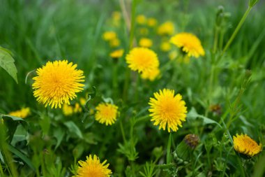 Sarı karahindiba çiçekli bahar yeşili çimenler. Bahar. Arkaplan,