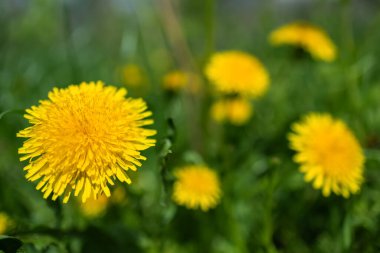 Sarı karahindiba çiçekleri Taraxacum officinale. Güneşli bahar gününde karahindiba tarlası geçmişi. Çiçekli karahindiba.