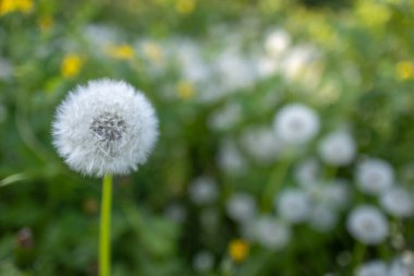 Beyaz tüylü karahindiba, doğal yeşil bahar arka planı, seçici odak.
