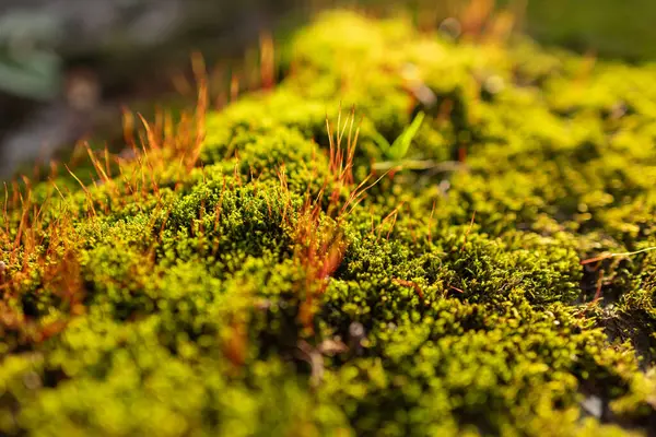 stock image Closeup of green moss in autumn light.