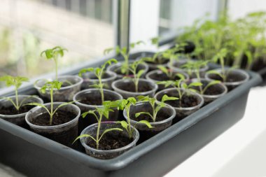 Tomato seedlings growing in a plastic multitray on a sunny windowsill. For a gardener it is the biggest challange to grow vegetables from seeds. clipart