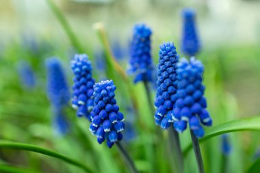 Mavi Muscari çiçekleri. Baharda açan bir grup Üzüm Sümlü Muscari Armeniacum. Seçici odak.