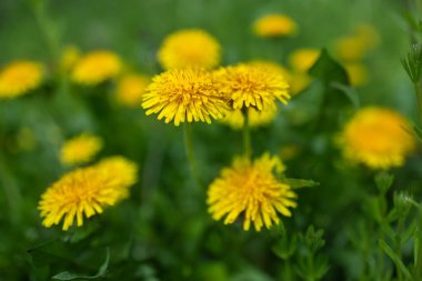 Baharda çiçek açan sarı karahindiba çiçeklerine Taraxacum 'un bahçedeki memuriyetini kapat. Baharda çayırdaki parlak ve sıradan karahindibaların ayrıntıları. Tıbbi şifalı ot ve besin maddesi olarak kullanılır.
