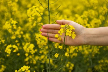 Kadınlar tarlada tohum tohumu tohumu tohumu tomurcuklanırken el ele tutuşuyorlar. Seçici bir odaklanma ile kapanıyorlar..