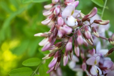 Pembe akasya çiçekleri, mis kokulu bahar çiçekleri..
