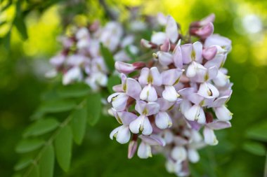 Pembe Acacia ağacı baharda çiçek açıyor. Yeşil arka planı olan çiçek dalları. Pembe akasya çiçeği, güneşli bir gün. Bol çiçeklenme var. Yumuşak kokulu bal için nektar kaynağı.