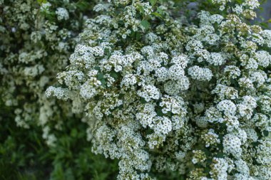 Bahar bahçesinde Spiraea Vanhouttei 'nin çiçekli dalları.