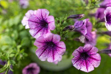 Pembe Petunya petunya çiçeği Petunya Hybrida. Bahçede büyüyen güzel çiçekler.