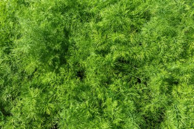 Taze yeşil dereotlu arka plan. Taze yeşil dereotu dokusu. en üstteki görünüm.