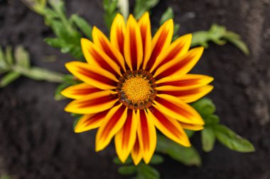Sarı Gazania veya Hazine çiçeği tamamen çiçek açmış, Gazania rigens,
