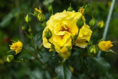 Hassas pastel sarısı gül bahçeye yakın..