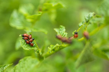 Colorado patates böceği larva ve böcekleri tarafından tahrip edilen patates yetiştiriciliği, Leptinotarsa decemlineata, Colorado böceği, on çizgili mızrak, on çizgili patates böceği,.