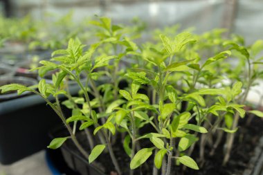 Tohumlar balkonda. Bahçıvanlık. Filizler ve bitkiler, büyüyen, pencere pervazı Seçici odak.