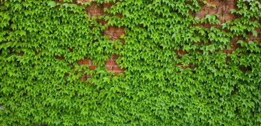 Duvarı örten sarmaşık yaprakları.