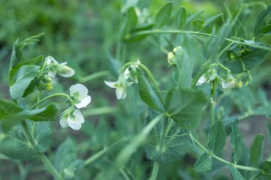 Bezelyeler, çiğ taneli beyaz çiçekler, makro,