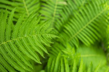 Beautiful fern leaf texture in nature. Natural ferns blurred background. Fern leaves Close up. Fern plants in forest. Background nature concept.